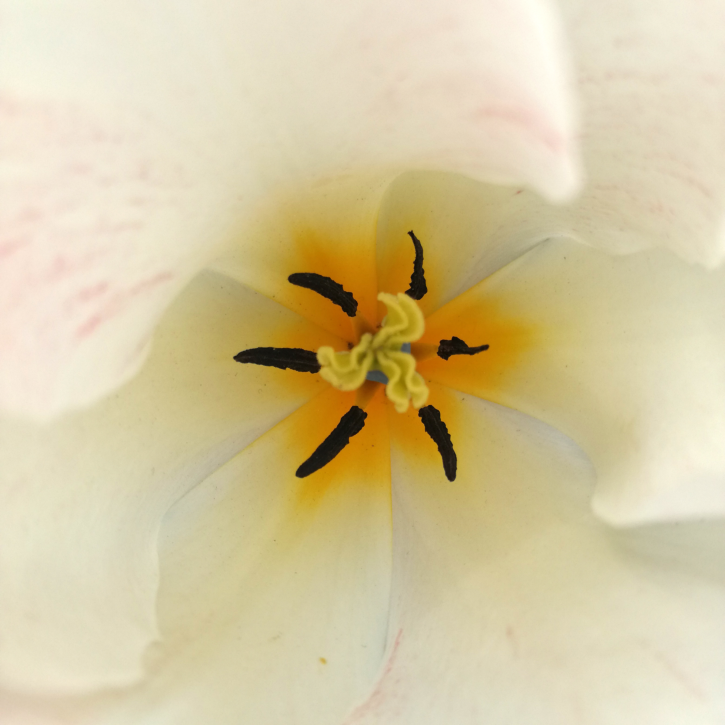 Macro wereld