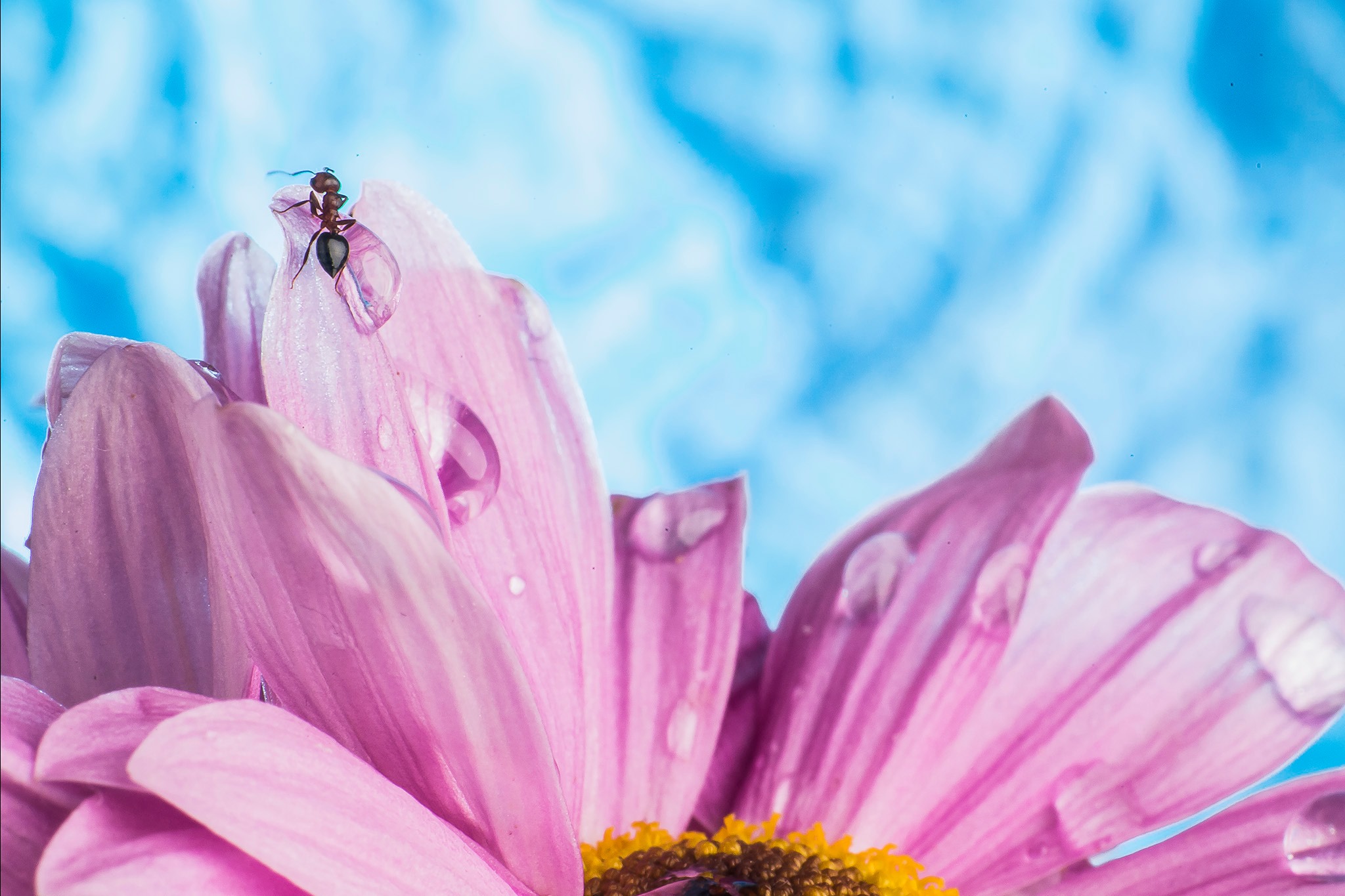Macro photography