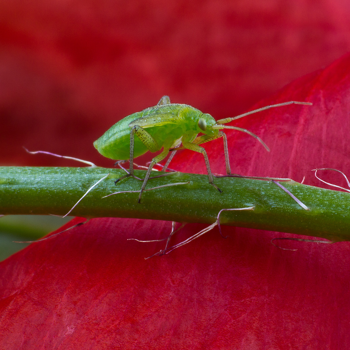 Macro photography