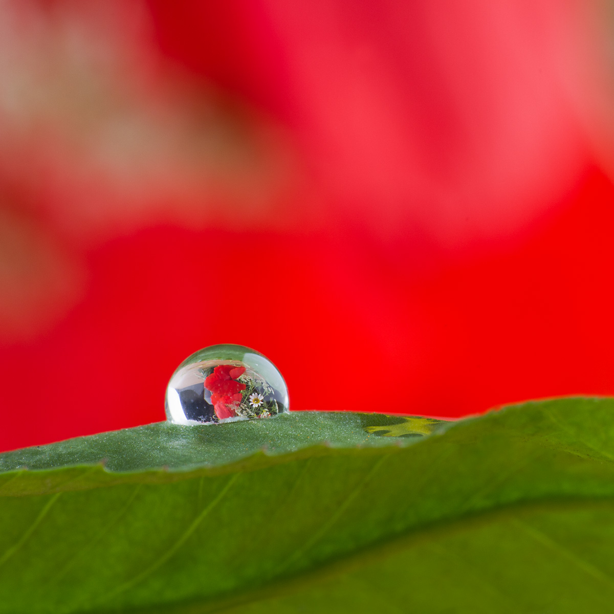 Macro photography