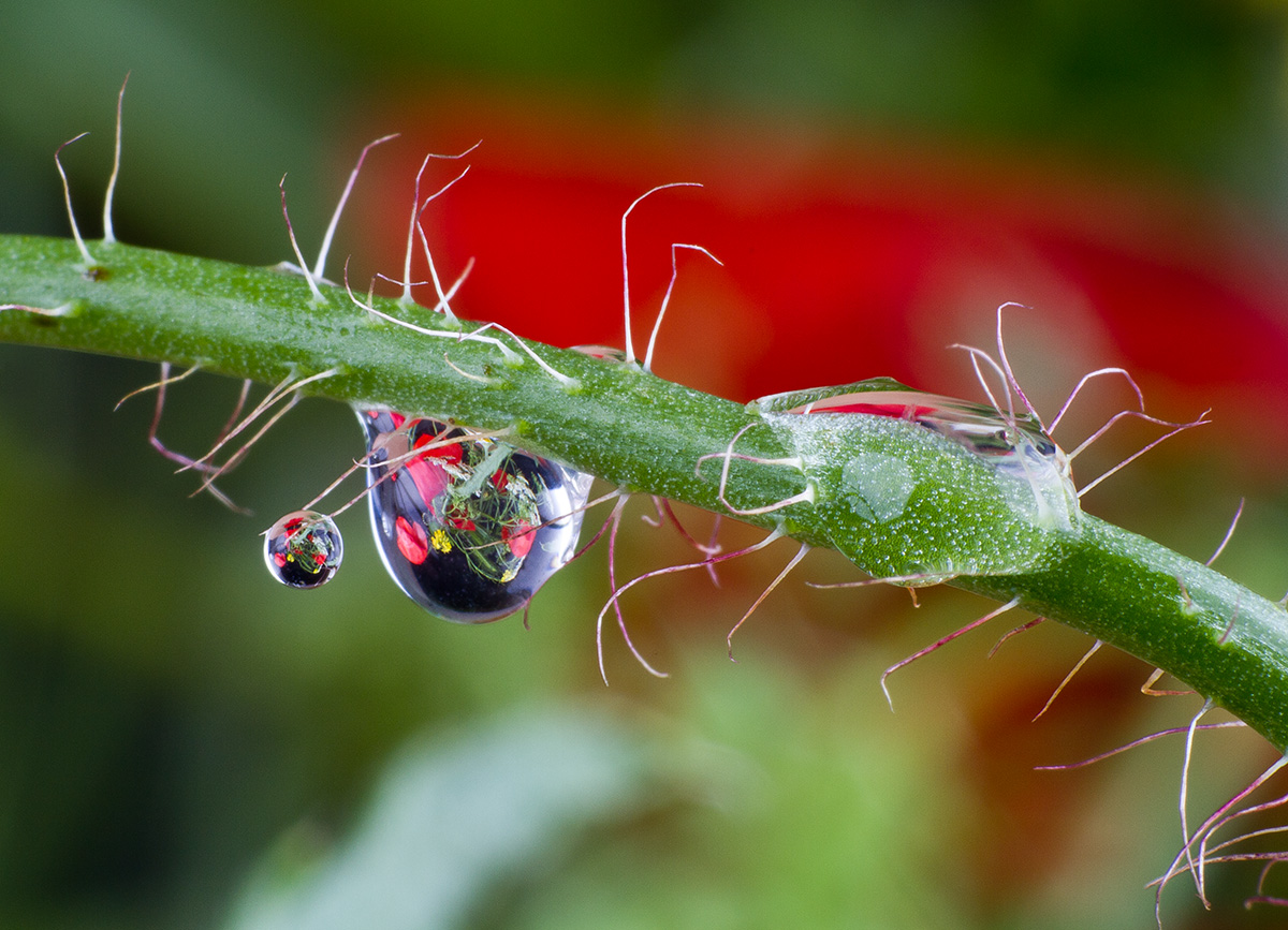 Macro photography