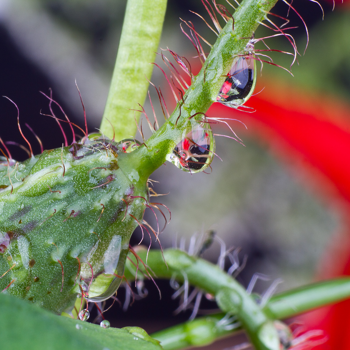 Macro photography