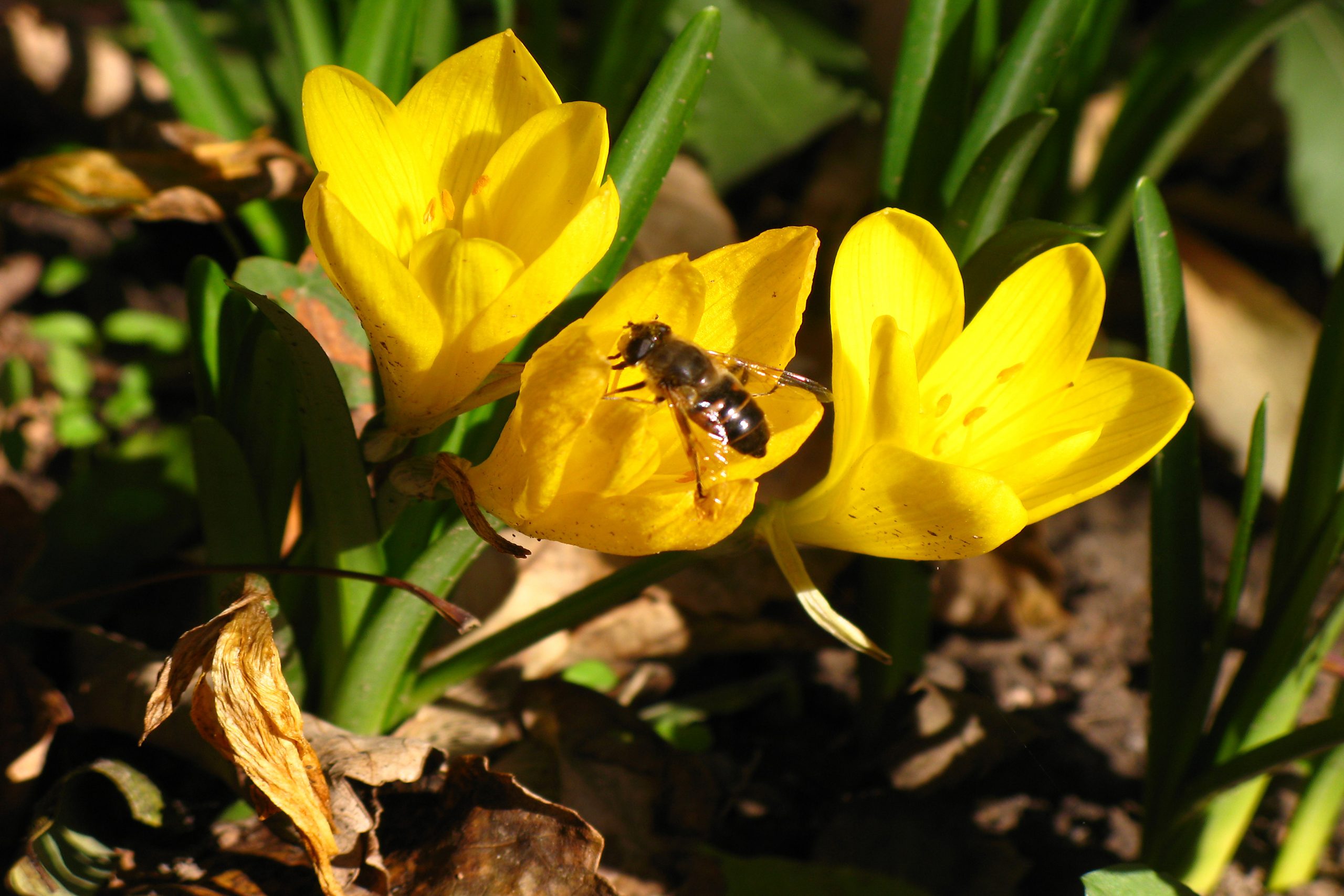 Macro wereld