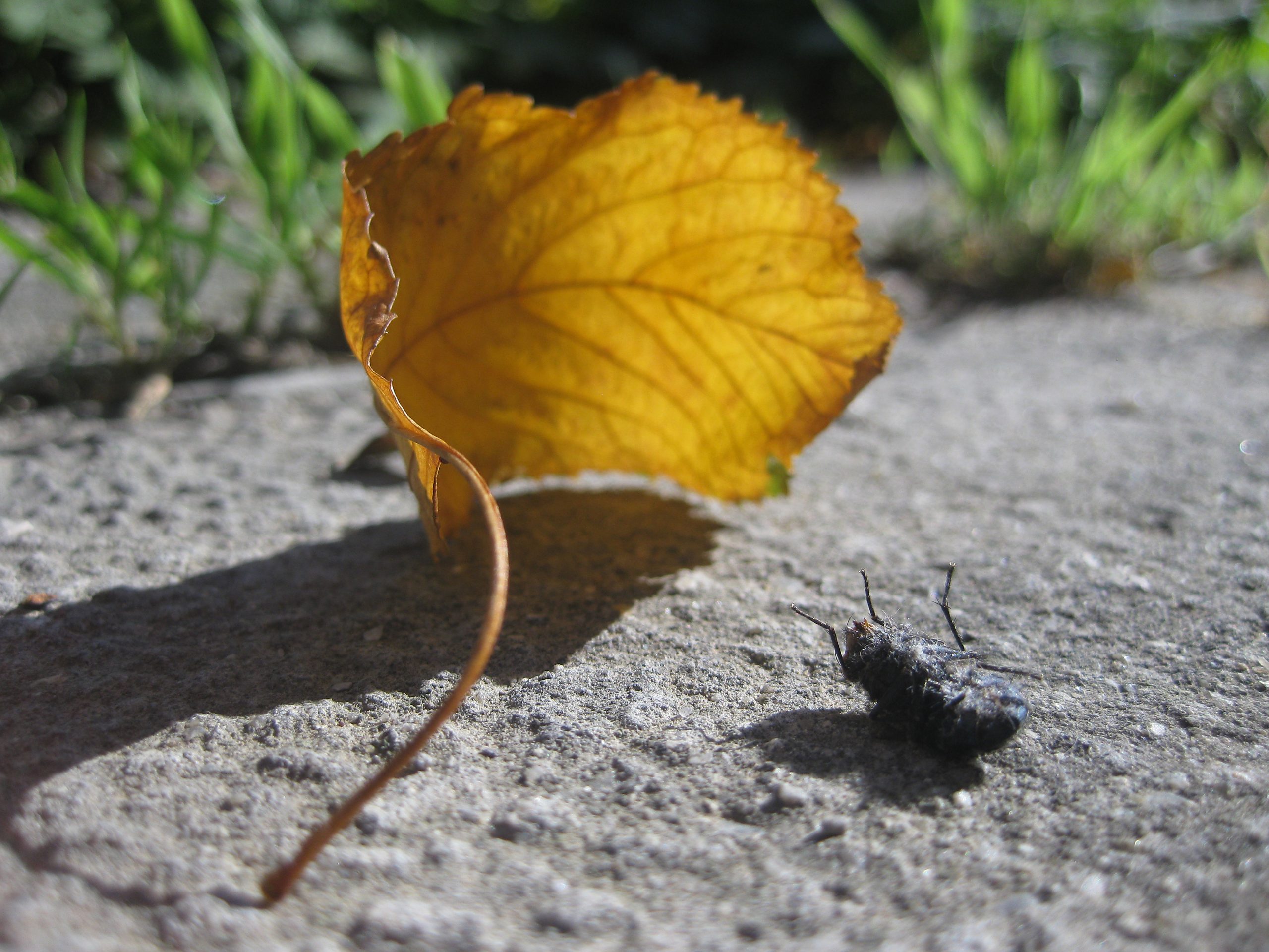 Macro wereld