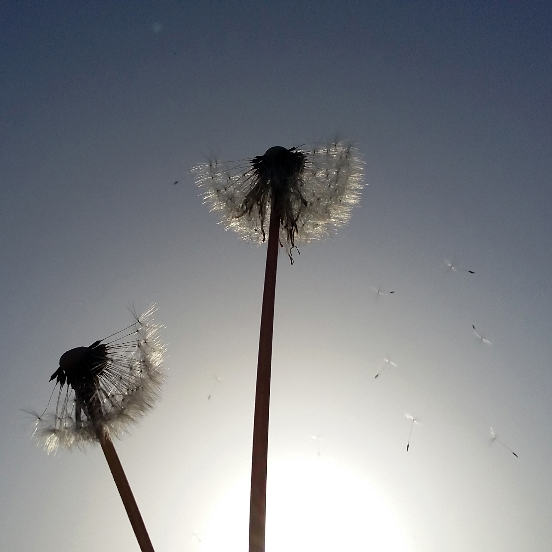 Macro wereld
